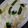 クックH86AFM☆'s cooksnap of when they made ホワイトソース入らずのチキングラタン♫.
