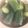 1男4女のママ's cooksnap of when they made 蛇腹きゅうり★浅漬け★簡単.