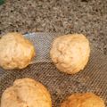 amoni's cooksnap of when they made 蒸し器で10分！餡なし酒まんじゅう.