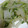 ふう☆'s cooksnap of when they made 大根とセロリの簡単炒め.