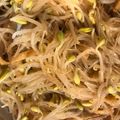 はーくんごーごー's cooksnap of when they made 豆もやしと春雨のさっぱりサラダ.