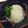 ツンドラ's cooksnap of when they made 蕪のおろし煮.