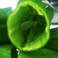 独女の休日's cooksnap of when they made ピーマンの種を簡単に取る方法(*^^*).