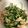 海ちゃん大好き♡'s cooksnap of when they made 豆苗ツナサラダ.