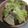 カニーヘン's cooksnap of when they made 簡単豚カルビレタスもやし炒め.