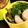 レッツ5's cooksnap of when they made ブロッコリーの茎のごま油炒め❀.