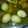 アザラシ農場's cooksnap of when they made 手羽元（先）のマーマレードで簡単煮物.