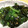 もずω's cooksnap of when they made にらとわかめのナムル【作り置き】.
