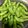 みう★★'s cooksnap of when they made 枝豆 茹で方 簡単.