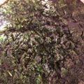 miyu1812's cooksnap of when they made 青じそノンオイルドレッシング.