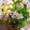 ツバミックス's cooksnap of when they made 豆玉（豆苗の卵炒め）.