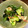 yoyoよーよー's cooksnap of when they made 定番料理【たっぷりワカメの酢の物】.