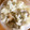 こうりん☆'s cooksnap of when they made 炊飯器で☆殻付きあさりの炊き込みご飯.