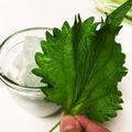 タチオʕ•ᴥ•ʔ's cooksnap of when they made 大葉の保存法.