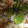 ma___111's cooksnap of when they made 枝豆ごはん（枝豆と梅とゴマはあと混ぜ）.