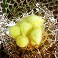 ☆なあなクック☆'s cooksnap of when they made メロンアイス.