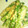 愛じゃな～い？'s cooksnap of when they made 簡単！いんげんゴマ和え★マヨdeまろやか.