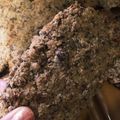 オタの奥さん's cooksnap of when they made 簡単　ざくざく　オートミールクッキー.