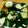cotton777's cooksnap of when they made ☆余った野菜♪白だしで漬け物☆.
