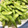 mayuko0531's cooksnap of when they made ふっくらほくほく♡枝豆のおいしい茹で方.