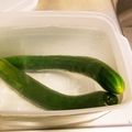 らびのゆうママ's cooksnap of when they made ビックリ？きゅうりの保存法.