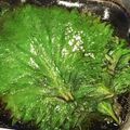 すな21's cooksnap of when they made 大葉しょう油漬け！.