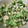 クック7FNN0F☆'s cooksnap of when they made 簡単きゅうりミョウガオクラのさっぱり混ぜ.