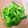 クックE662AA☆'s cooksnap of when they made ブロッコリーの茹で方.