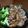 くーにゃん！'s cooksnap of when they made 豚肉の甘ごまだれ焼き.