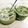 ★★★あんず★★★'s cooksnap of when they made 抹茶あま酒タピオカ.
