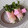 まこさんど's cooksnap of when they made ✿簡単♪かいわれ大根とチーズのハム巻き✿.