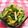 ☆★あんず姫★☆'s cooksnap of when they made 超簡単！きゅうりとハムの棒棒鶏風サラダ.