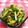 ☆★あんず姫★☆'s cooksnap of when they made 超簡単！きゅうりとハムの棒棒鶏風サラダ.