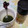 gankooyaji's cooksnap of when they made お店のような抹茶シロップ かき氷用.