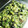 MofeMofee's cooksnap of when they made 夏〜♪ 山形のだし.