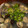 クックE6DNHG☆'s cooksnap of when they made 土用の丑の日に！しじみのお吸い物.