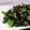ぷー1102's cooksnap of when they made スピナッチソテー.
