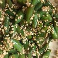 ちゃぼか's cooksnap of when they made いんげんの胡麻あえ.
