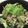 あきプー☆'s cooksnap of when they made 春雨サラダ.