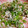 3姫の母's cooksnap of when they made ちりめんとピーマンのごま油炒め.