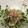クックGFY8CA☆'s cooksnap of when they made みょうがとかいわれのサラダ.