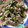 クックPVHGUL☆'s cooksnap of when they made 簡単即席！豚と小松菜のスタミナネギ塩炒め.