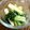Berora's cooksnap of when they made ちゃんこ葱のぬた和え.