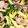 クックBV59EC☆'s cooksnap of when they made 砂肝ときゅうりのピリ辛冷菜.
