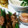 hirotyaa's cooksnap of when they made 簡単!! オクラの肉巻き.