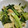 クック7FNN0F☆'s cooksnap of when they made 小松菜と薄揚げの胡麻マヨ炒め.