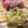 ぽっぽぺぺ's cooksnap of when they made おつまみレタス.