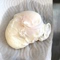 rin0418r24's cooksnap of when they made 失敗なし ポーチドエッグ.