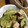 moidixmois's cooksnap of when they made ささみと胡瓜の梅肉和え.