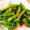 kisberry's cooksnap of when they made 基本の和食46　いんげんの胡麻和え.